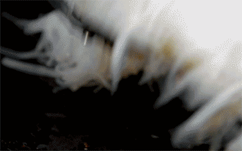 【肉末粉丝煲】倒入粉丝