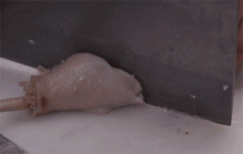 【上海醉鸡】切