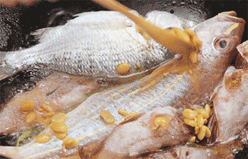 【豆酱焖鱼】加豆酱