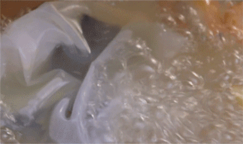 【生姜冬瓜盐水虾】下冬瓜