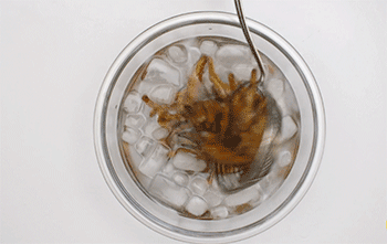 【豉汁蒸凤爪】放入冰水