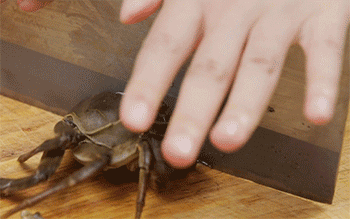 【六月黄毛豆蒸肉饼】切