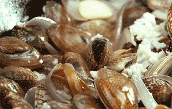 【花雕酒酿焖花蛤】勾芡