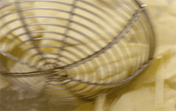 【塔菜冬笋】捞出