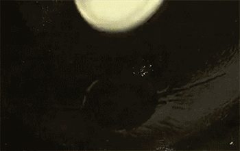 【糖醋带鱼】爆香