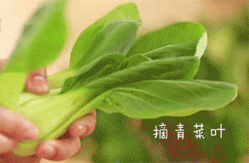 【青菜豆腐汤】摘