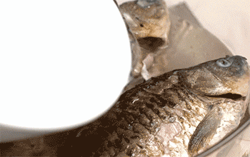 【鲫鱼汤】换汤锅加水