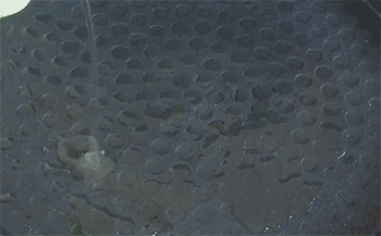 【鸡蛋灌饼】倒油