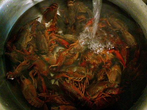 【吮指回味十三香啤酒小龙虾】