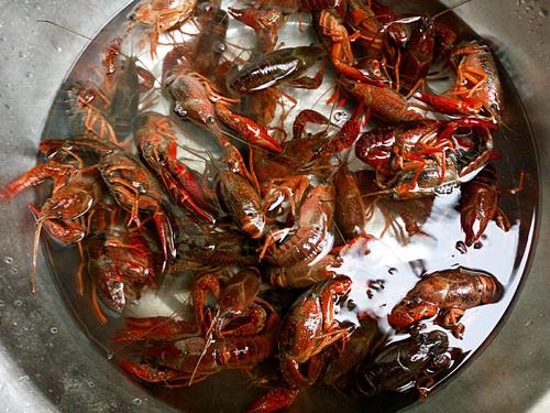 【吮指回味十三香啤酒小龙虾】