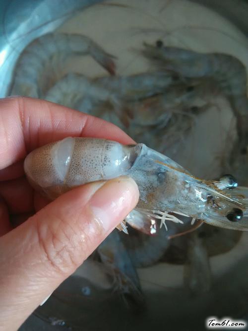 【蒜蓉油菜大虾】