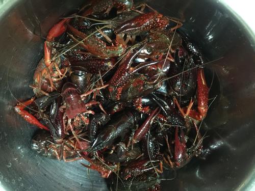 【香辣小龙虾】