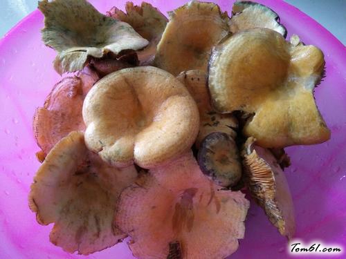 【枞树菌瘦肉汤】