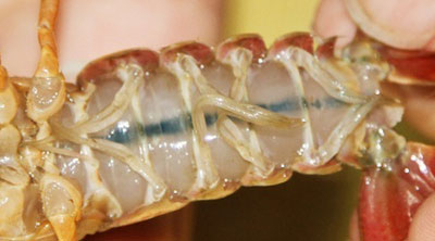 给龙虾去腥的私房秘诀