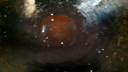 【肉丸子包白萝卜】