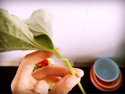 【素炒红薯梗子】