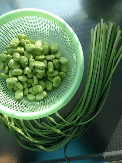 【青蚕豆炒蒜苗】