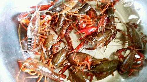 【过油小龙虾】