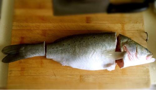 【孔雀开屏鱼】