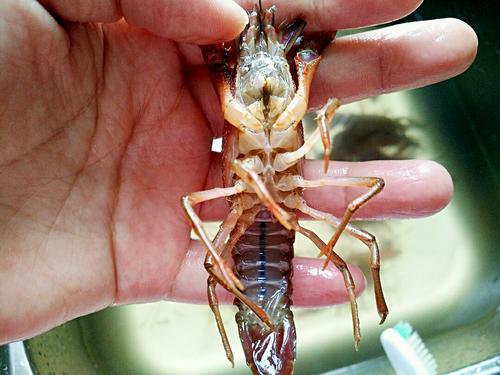 【红烧小龙虾】