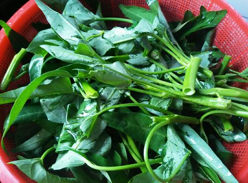 【清炒空心菜】