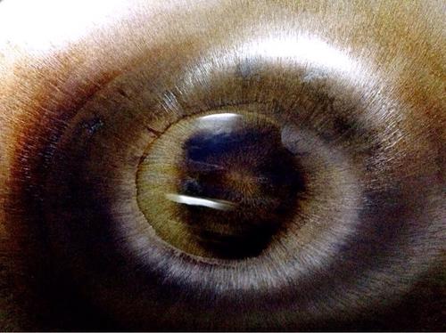 【节节高升 黄瓜酿虾仁时蔬】