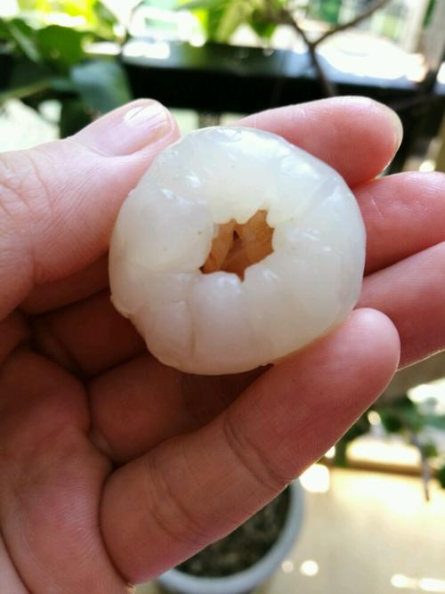 【丝瓜炒荔枝】