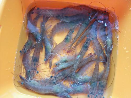 【蒜香葱油基围虾】