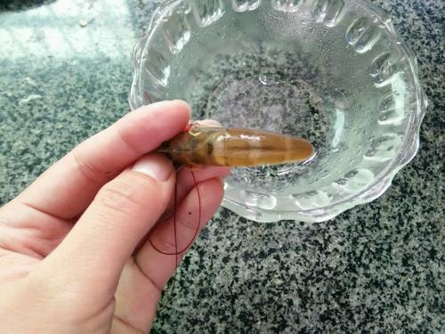 【蒜香葱油基围虾】