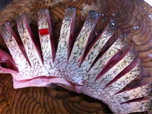 【孔雀开屏鱼】