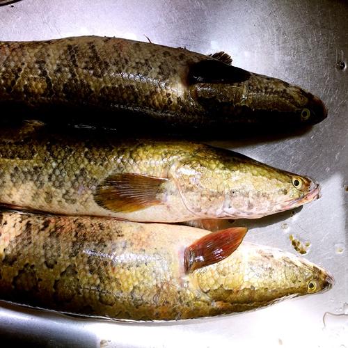 【干煸黑鱼片】