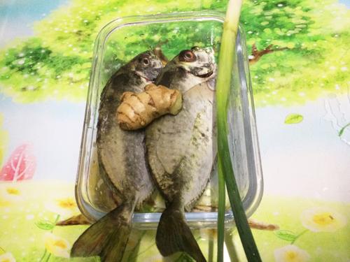 【香煎泥猛鱼】