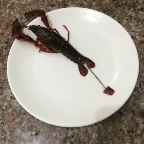 【川味小龙虾】