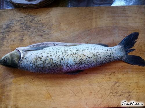 【孔雀开屏鱼】