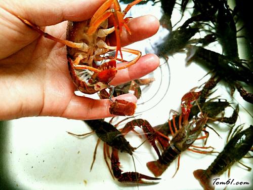 【清蒸小龙虾】