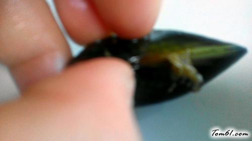 【清蒸青口贝】