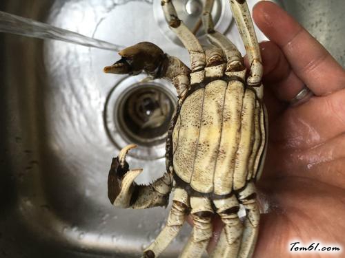 【清蒸大河蟹】