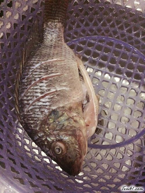 【清蒸福寿鱼】