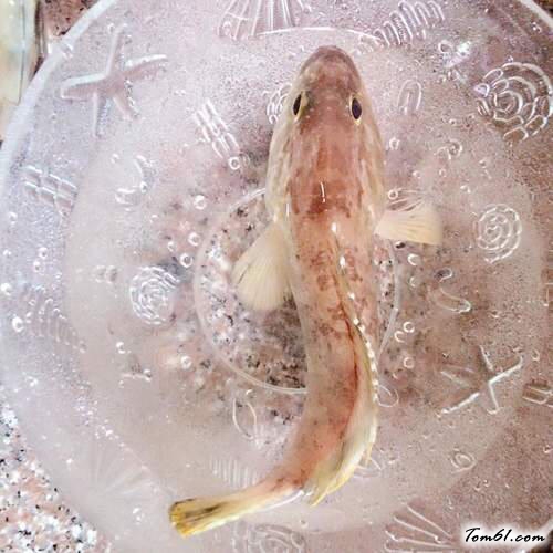 【清蒸黄斑鱼】