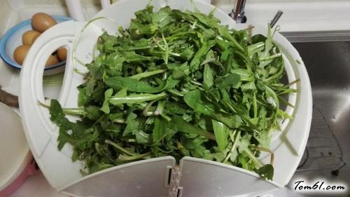 【凉拌蒲公英菜】