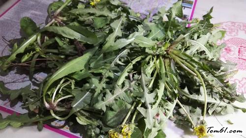 【凉拌蒲公英菜】