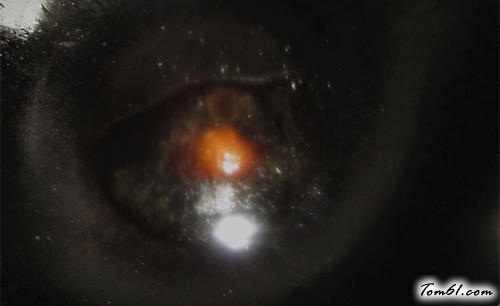 【凉拌龙须菜】