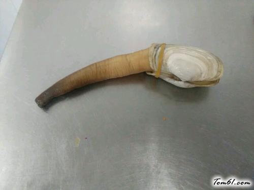 【象拔蚌刺身拼】