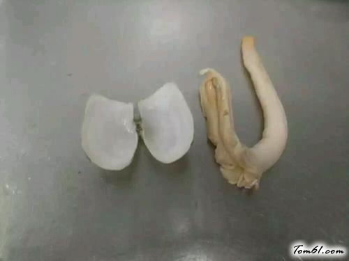 【象拔蚌刺身拼】