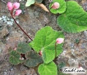 紫背菜是紫背天葵吗图片2