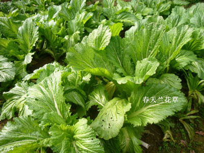 梅干菜炒肉末的做法，湖南人爱吃的开胃下饭菜图片2