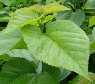 顺德的桑叶菜肴很好吃