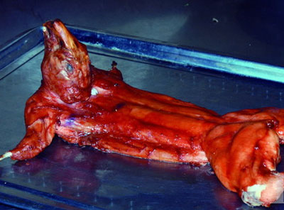 经过改良的烤全兔做法，绝对没有腥味的烤全