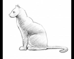 小猫28