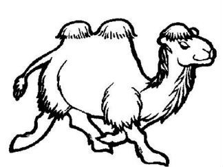 骆驼4